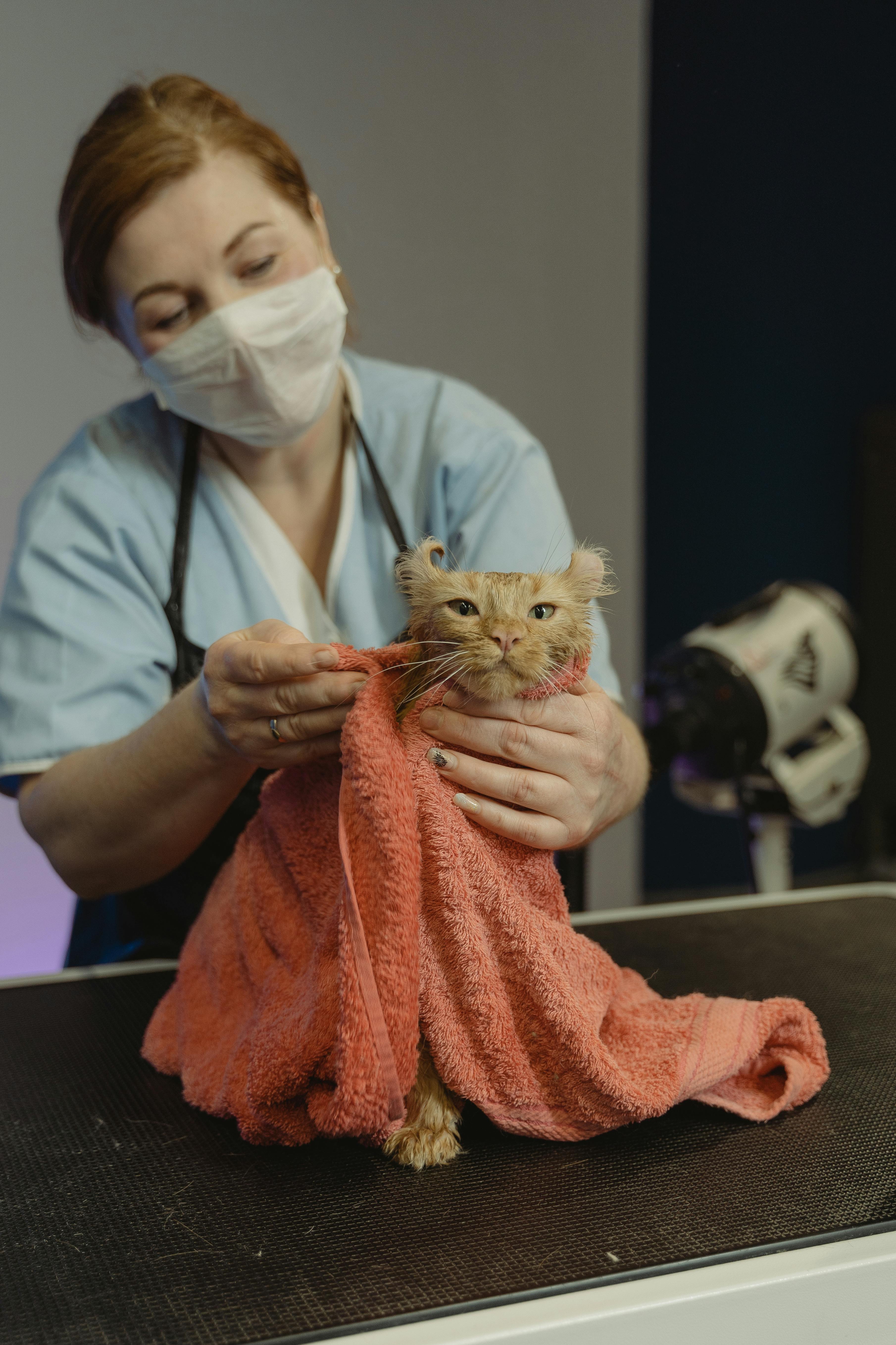A vet in a blue uniform examining a tabby cat on a consultation table in a modern UK veterinary clinic, vet price transparency