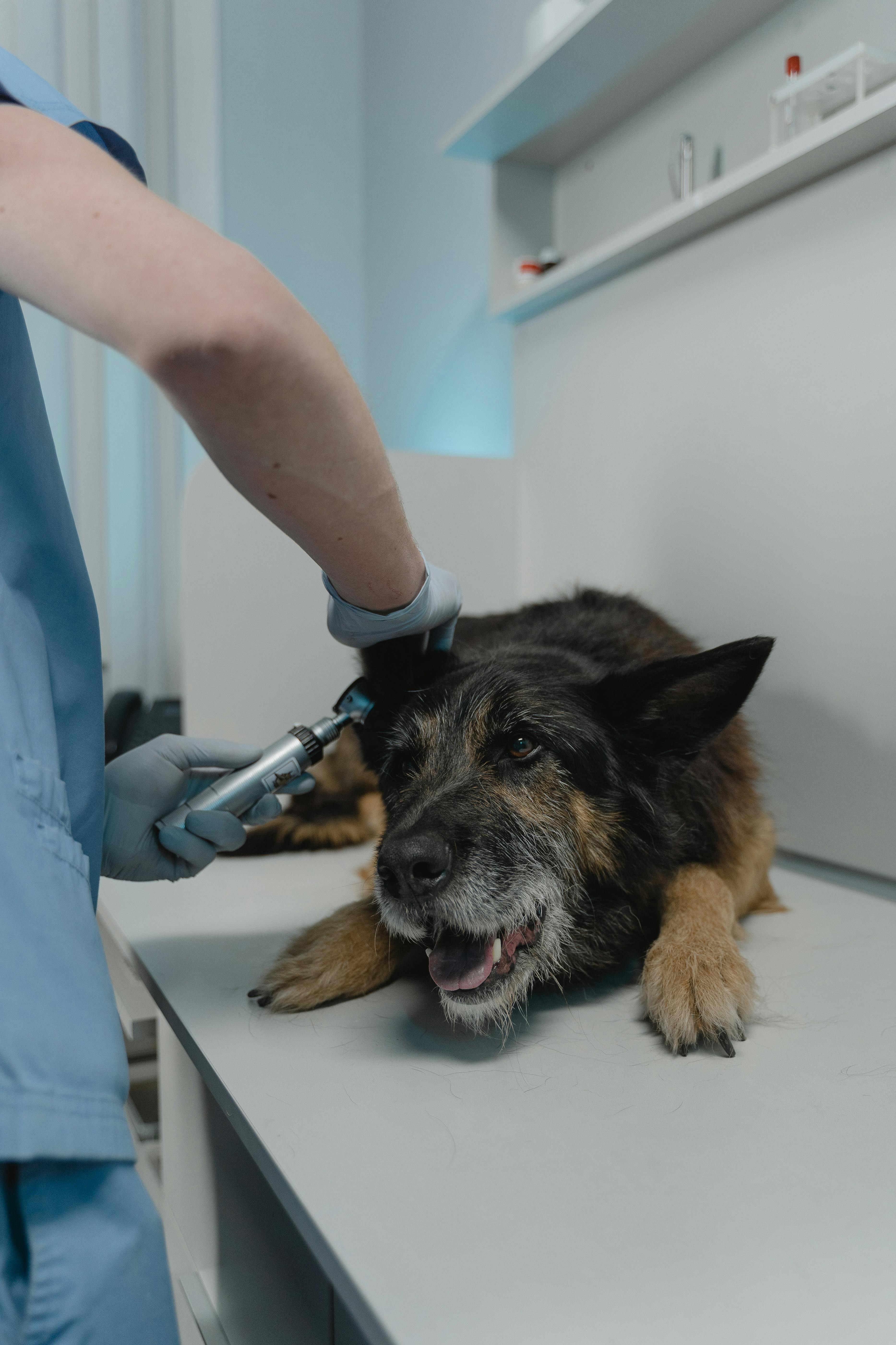 a large mutt getting its ears cleaned in a UK vet practice